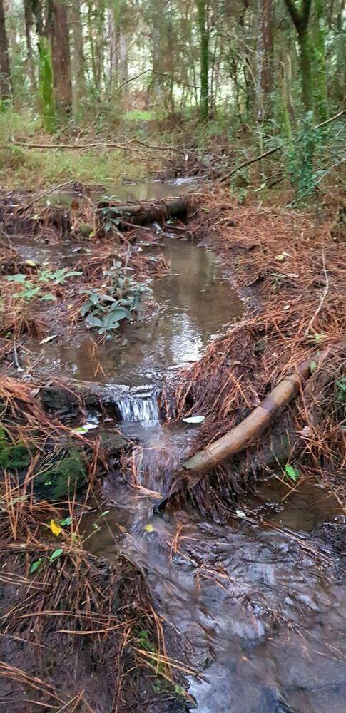 Sítio, 40 hectares - Foto 6