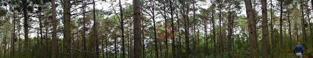 Sítio, 40 hectares - Foto 8