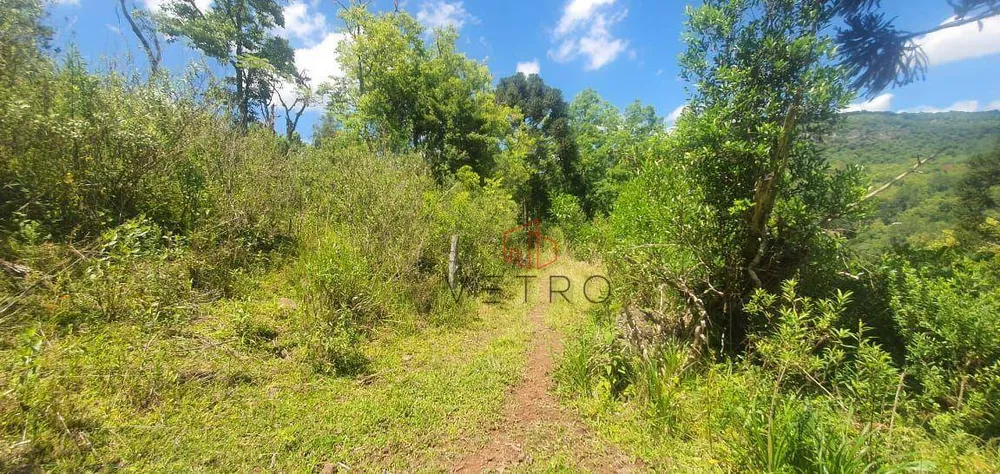 Sítio, 4 hectares - Foto 3