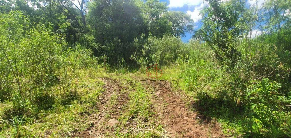 Sítio, 4 hectares - Foto 4