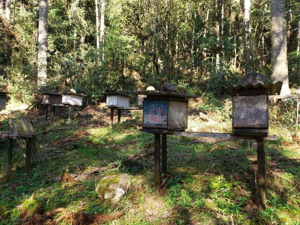 Sítio, 4 quartos, 9 hectares - Foto 4