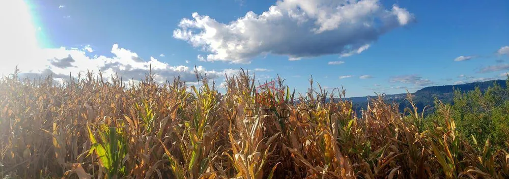Terreno, 5 hectares - Foto 4