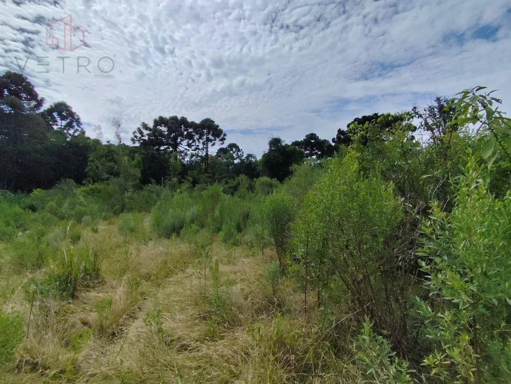 Sítio, 16 hectares - Foto 4