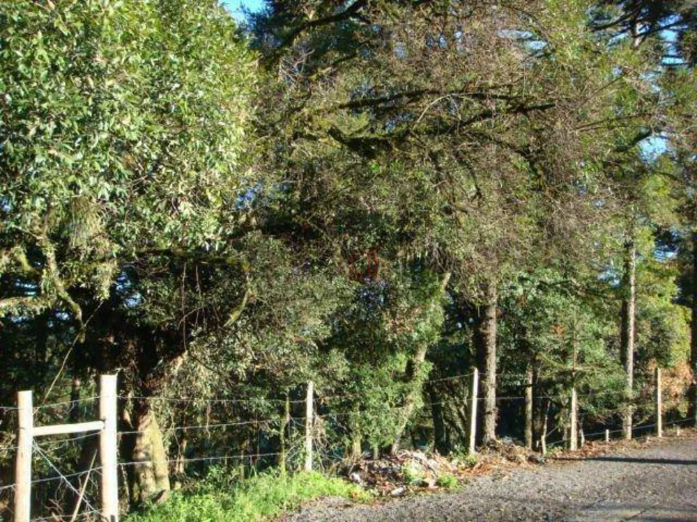 Terreno, 4825 m² - Foto 6
