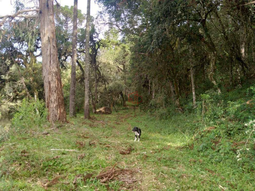 Sítio, 2 quartos, 25 hectares - Foto 1