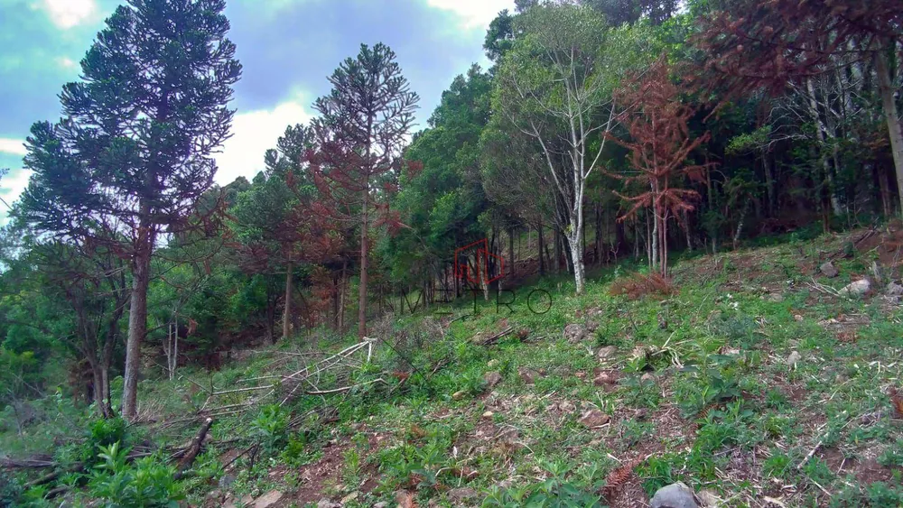 Sítio, 5 hectares - Foto 6