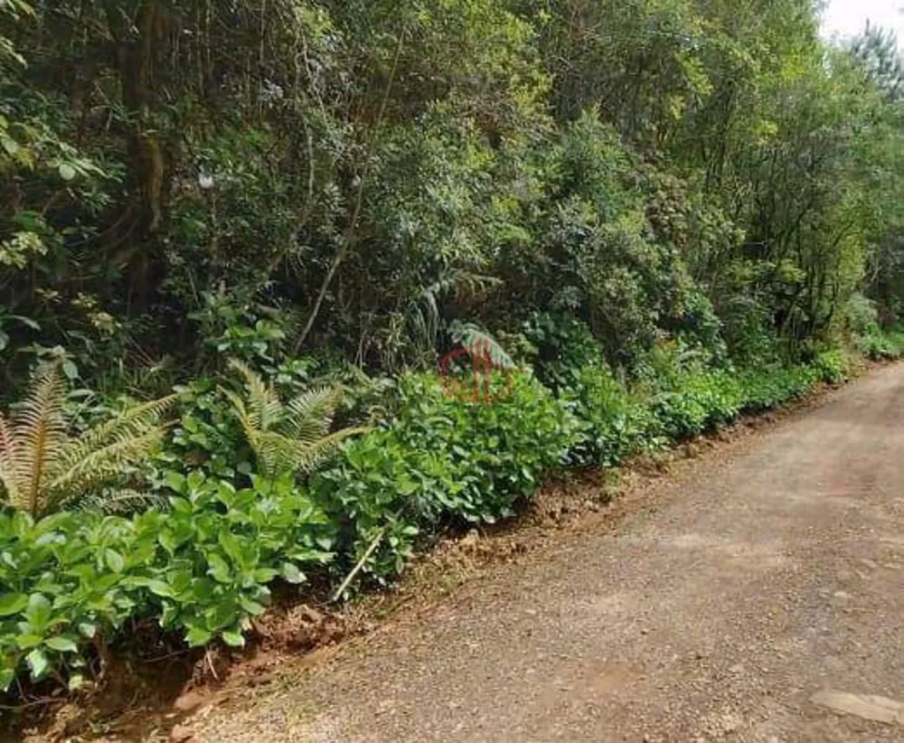 Sítio, 5 hectares - Foto 4
