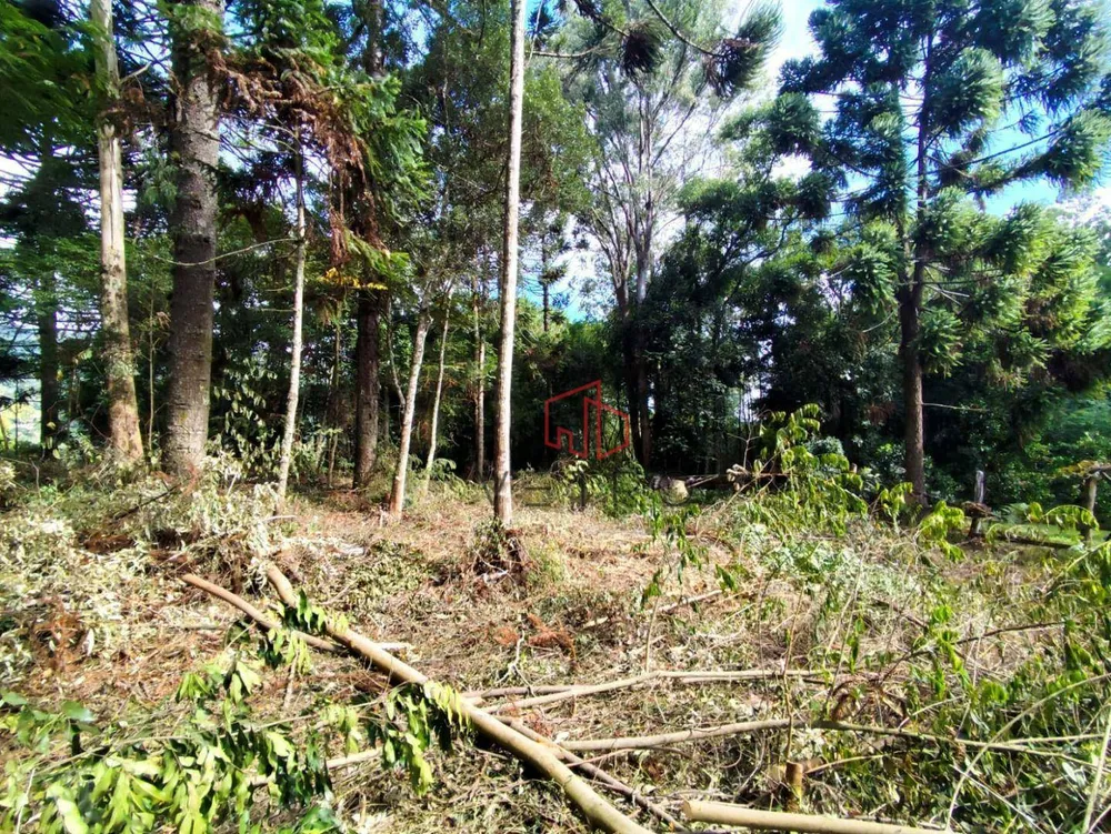 Sítio, 5 hectares - Foto 2