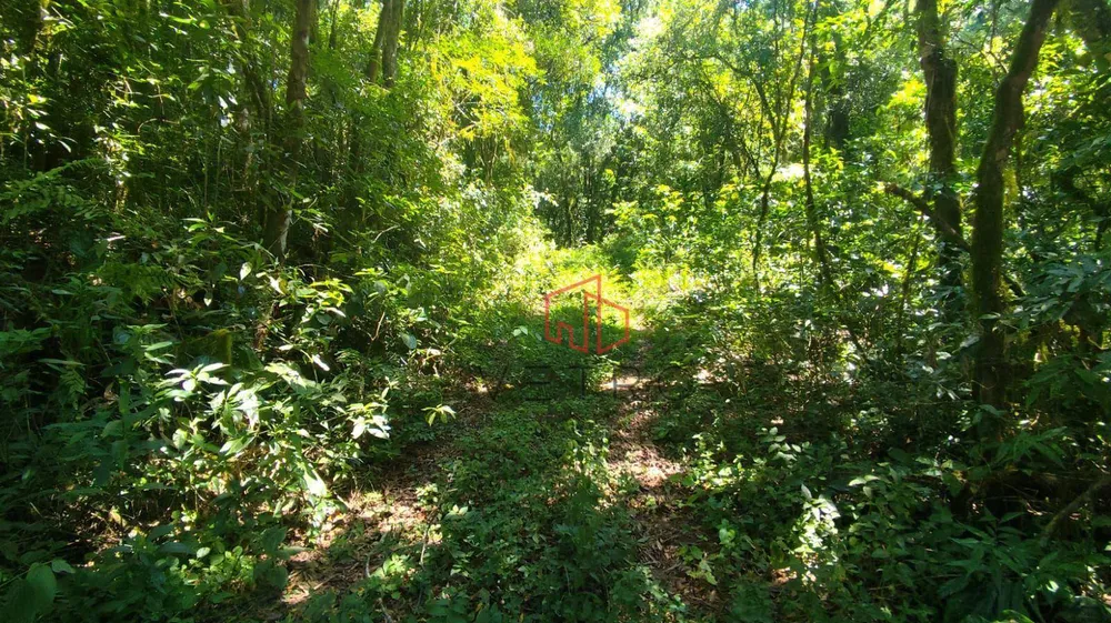 Sítio, 4 hectares - Foto 8
