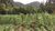 Sítio, 7 hectares - Foto 4