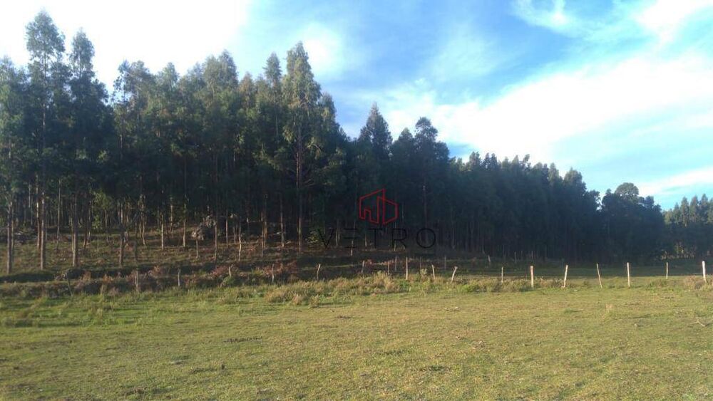 Sítio, 3 hectares - Foto 4