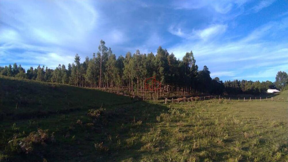 Sítio, 3 hectares - Foto 2