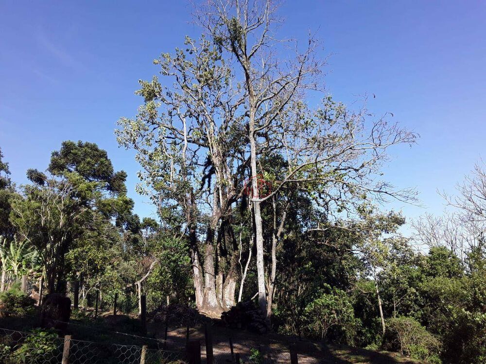 Sítio, 4 quartos, 6 hectares - Foto 2