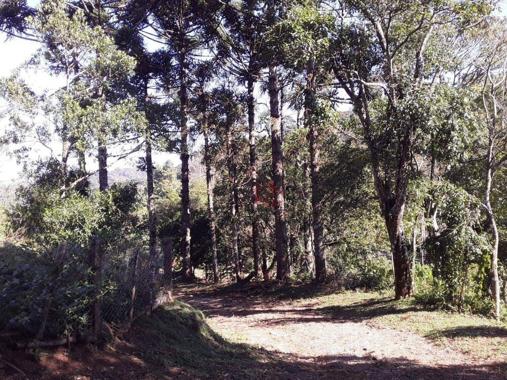 Sítio, 4 quartos, 6 hectares - Foto 7