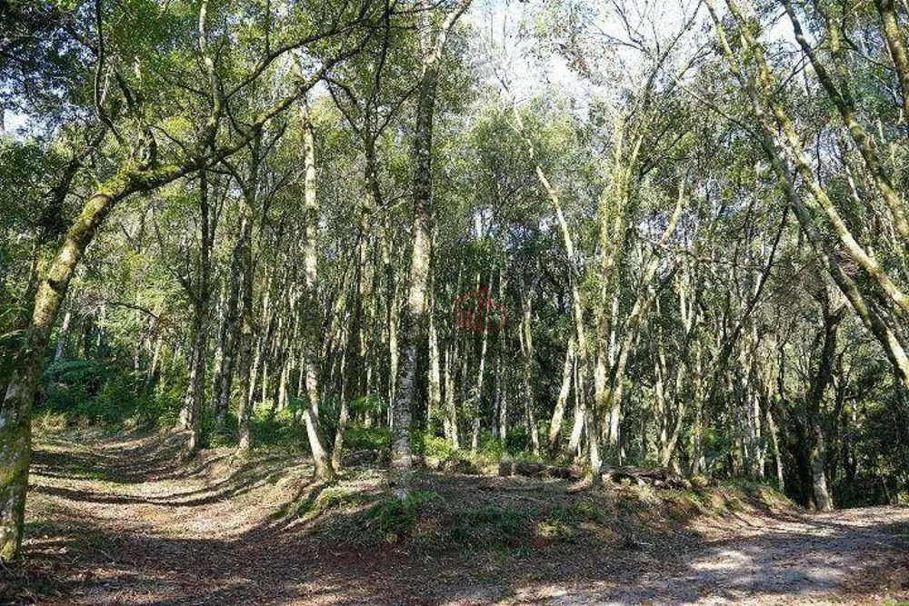 Sítio, 9 hectares - Foto 2