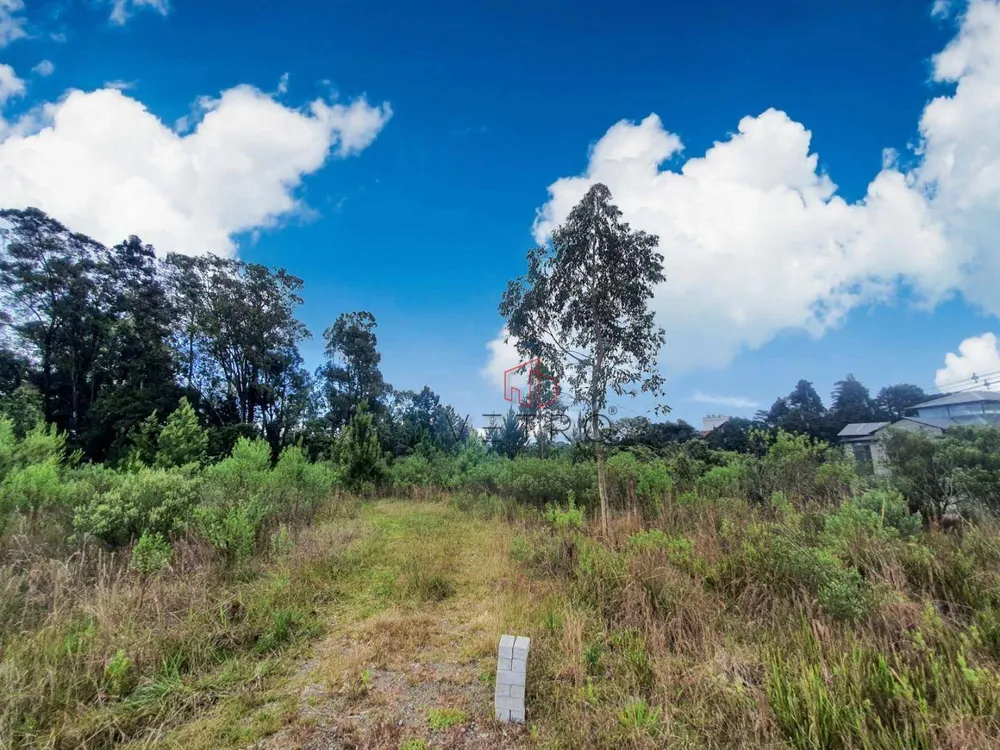 Terreno, 9900 m² - Foto 3