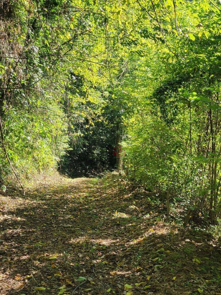 Sítio, 4 quartos, 8 hectares - Foto 7