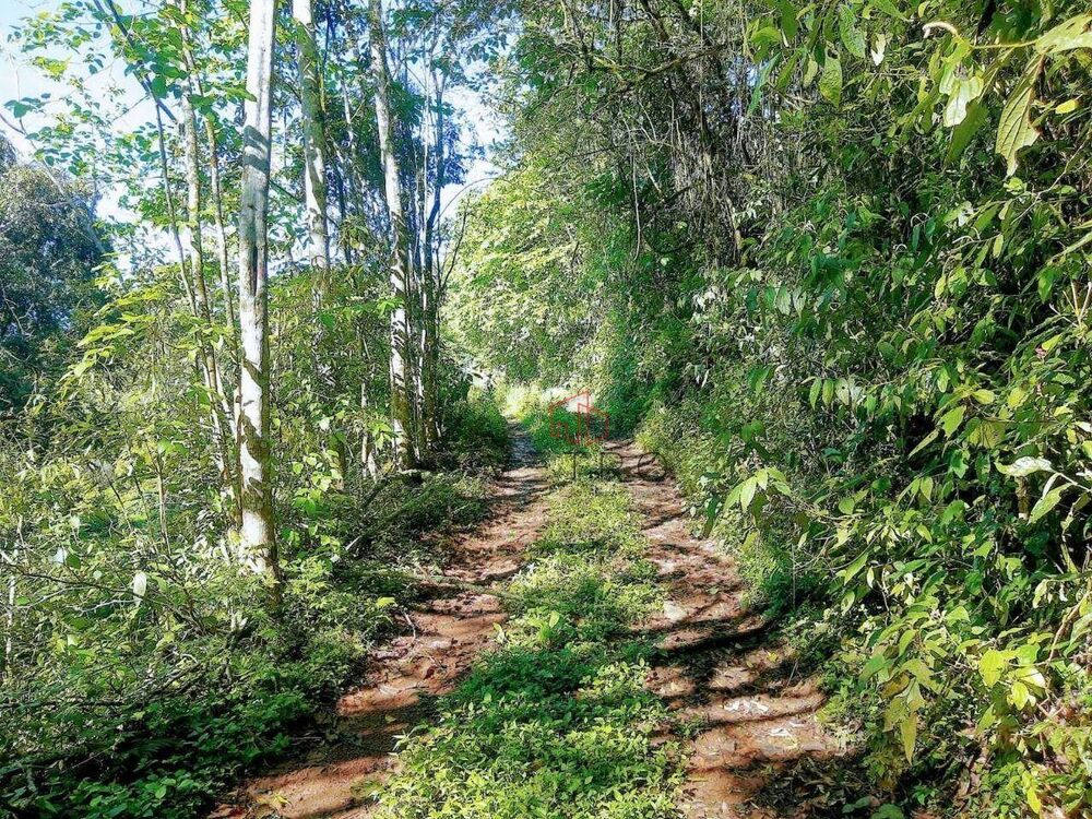 Sítio, 4 quartos, 8 hectares - Foto 6