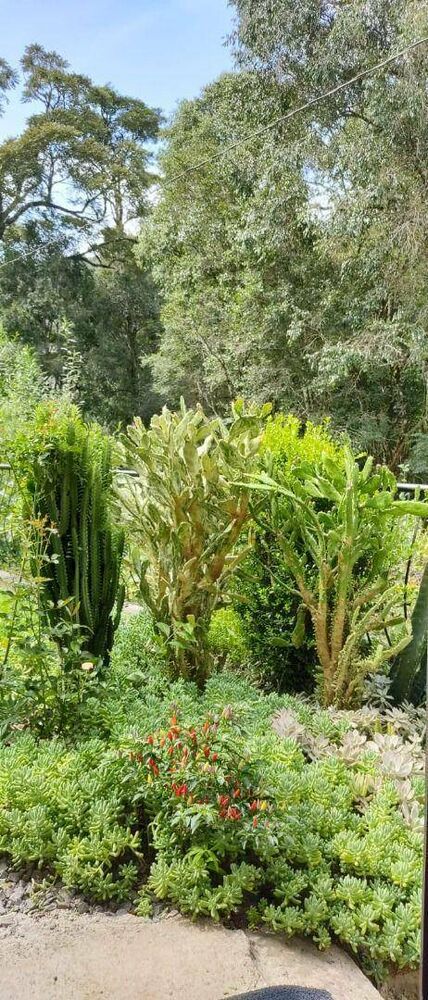 Sítio, 2 quartos, 10000 m² - Foto 8