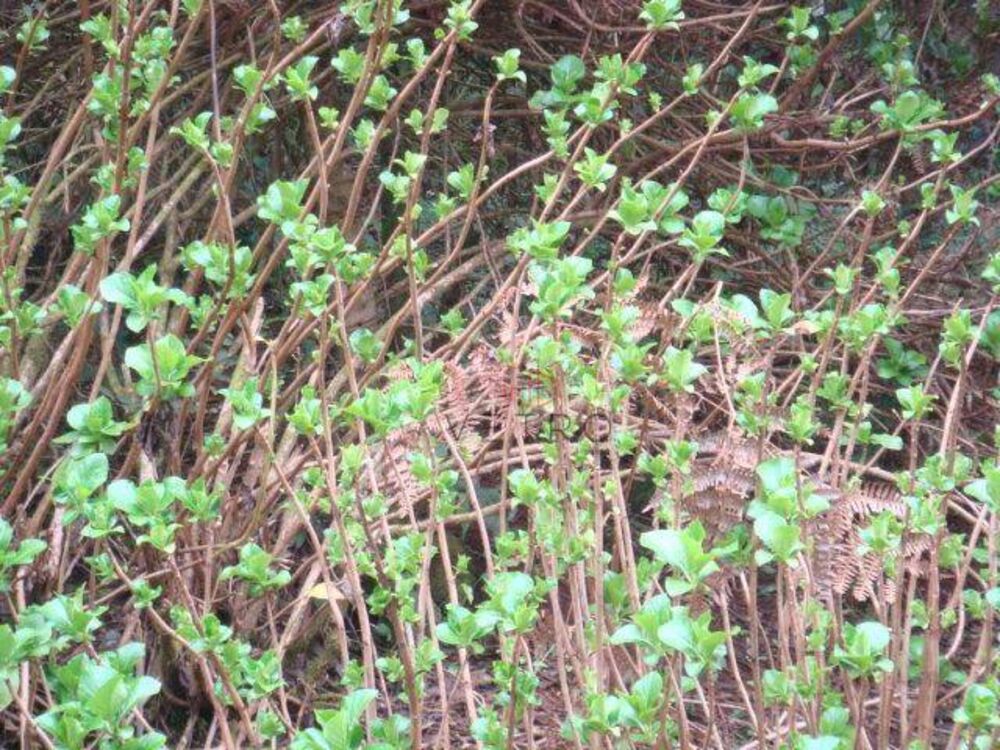 Terreno, 5 hectares - Foto 2
