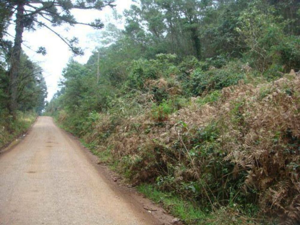 Terreno, 5 hectares - Foto 7