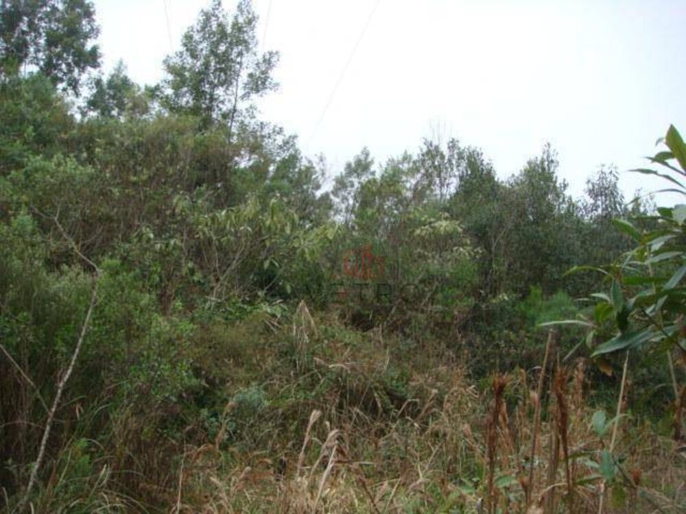 Terreno, 5 hectares - Foto 3