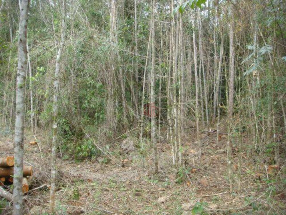 Terreno, 5 hectares - Foto 5