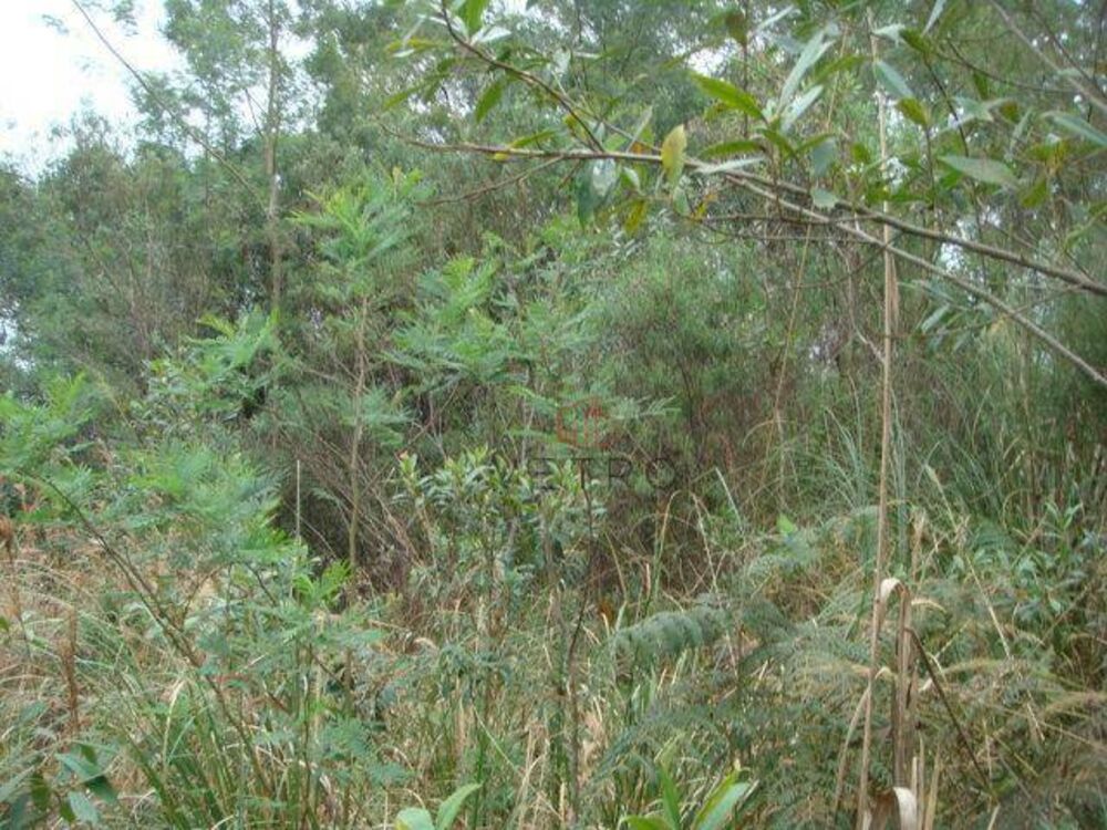 Terreno, 5 hectares - Foto 8