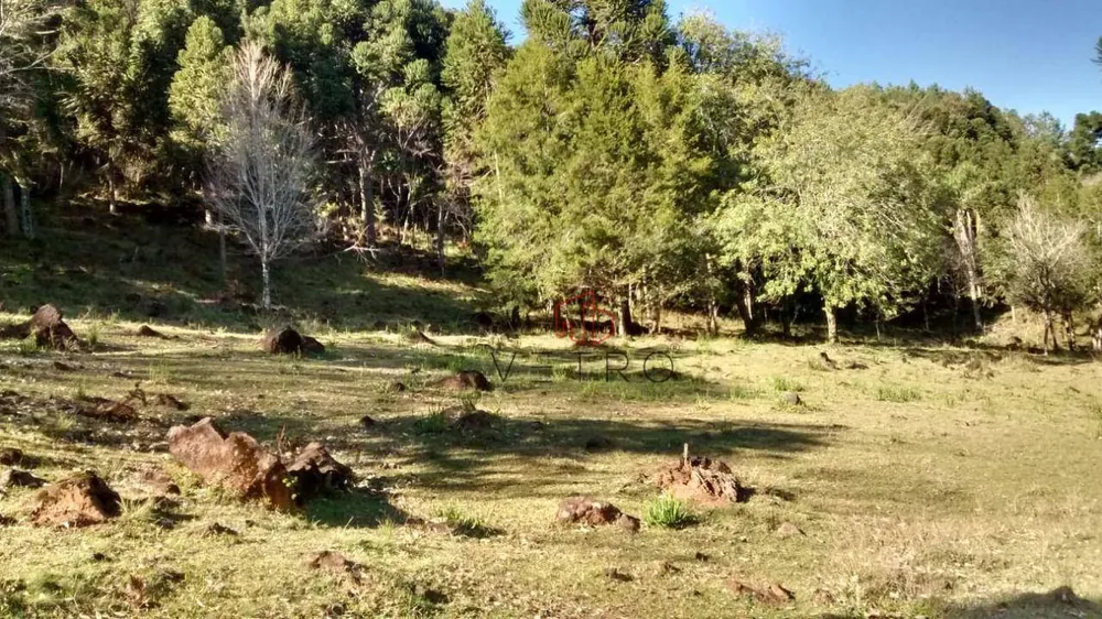 Sítio, 3 hectares - Foto 3