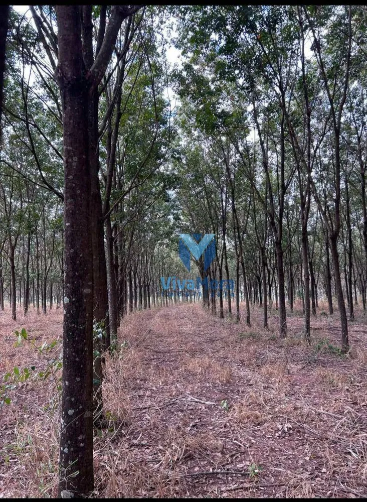 Terreno, 21 hectares - Foto 6