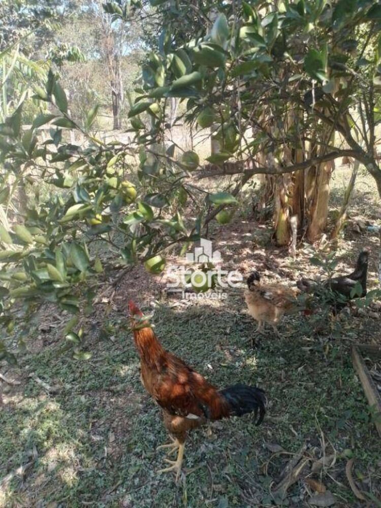 Chácara, 3 quartos, 1000 m² - Foto 8