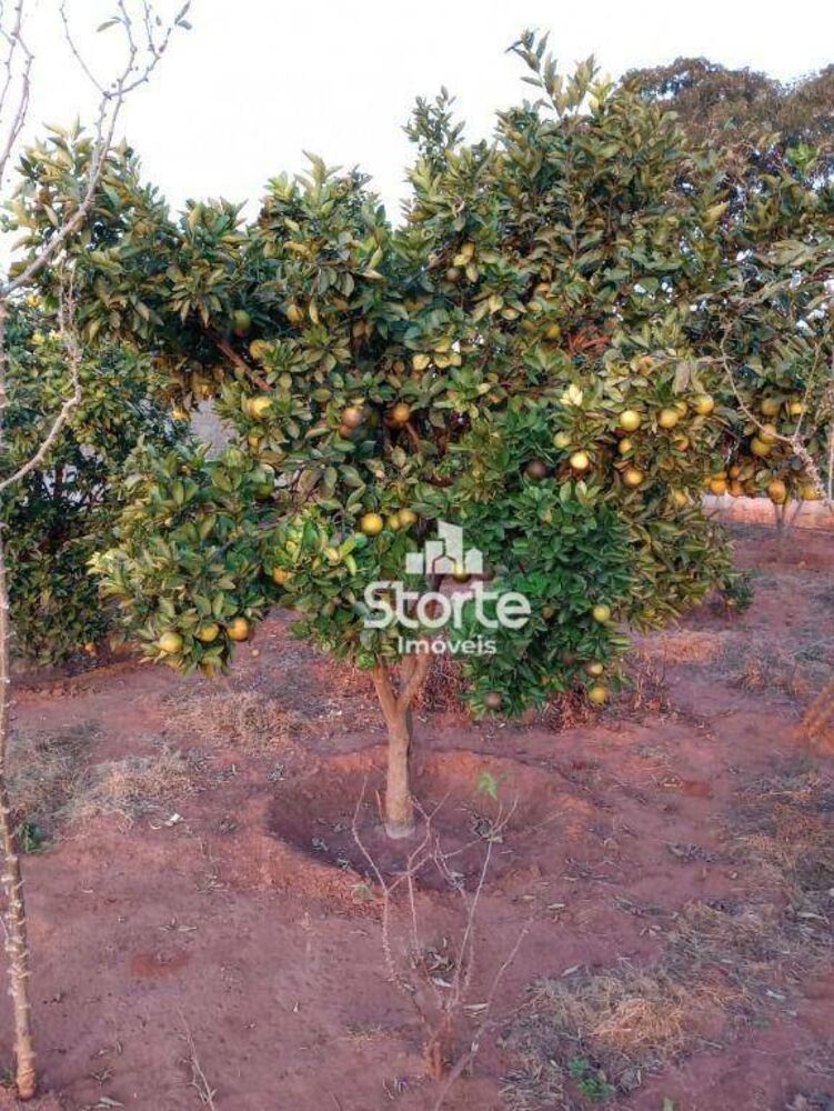 Chácara, 4 quartos, 2000 m² - Foto 4