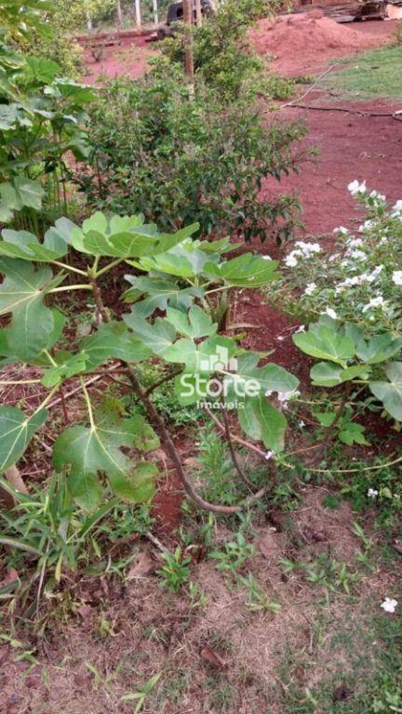 Chácara à venda com 2 quartos, 2000M2 - Foto 4