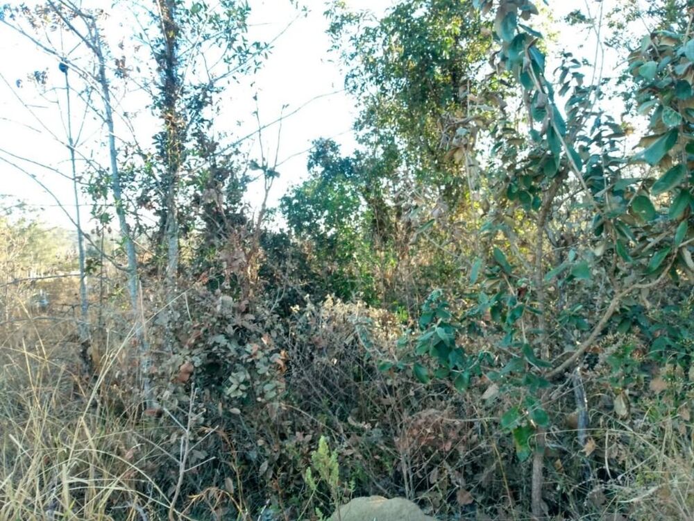 Chácara, 1 quarto, 2 hectares - Foto 2