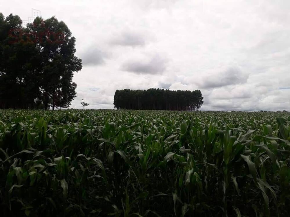 Sítio, 2 quartos, 9 hectares - Foto 4
