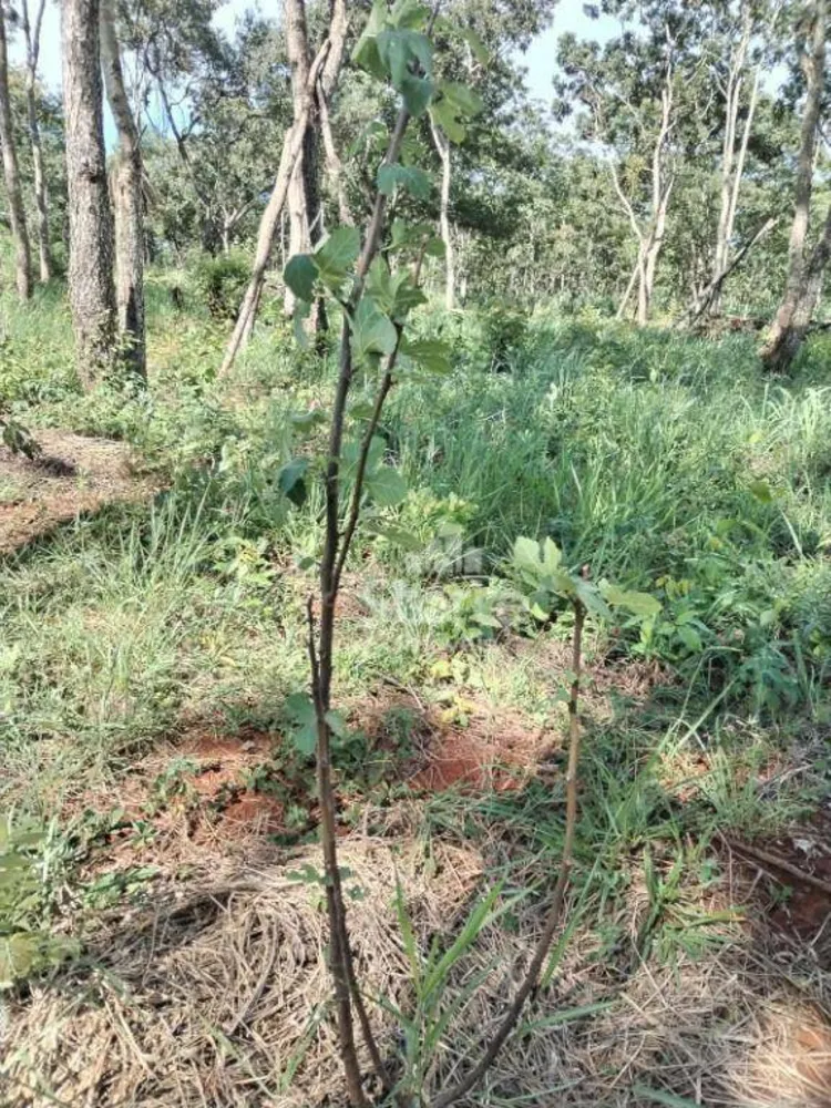 Chácara, 3 hectares - Foto 3