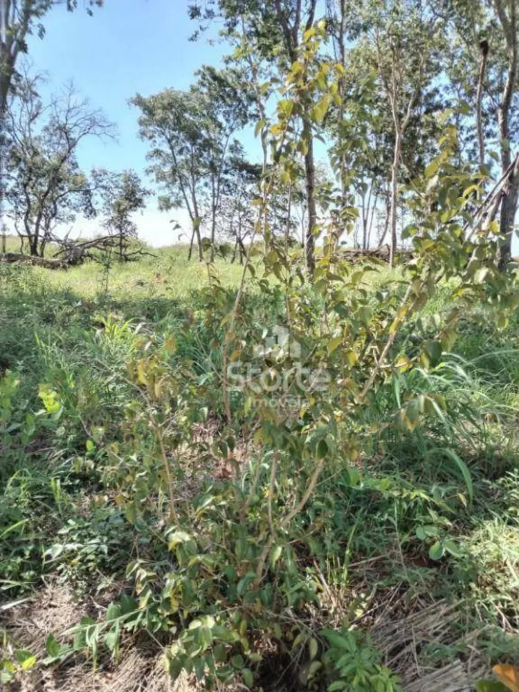 Chácara, 3 hectares - Foto 2