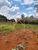 Terreno, 1000 m² - Foto 2