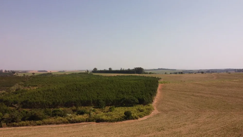 Fazenda, 169 hectares - Foto 11