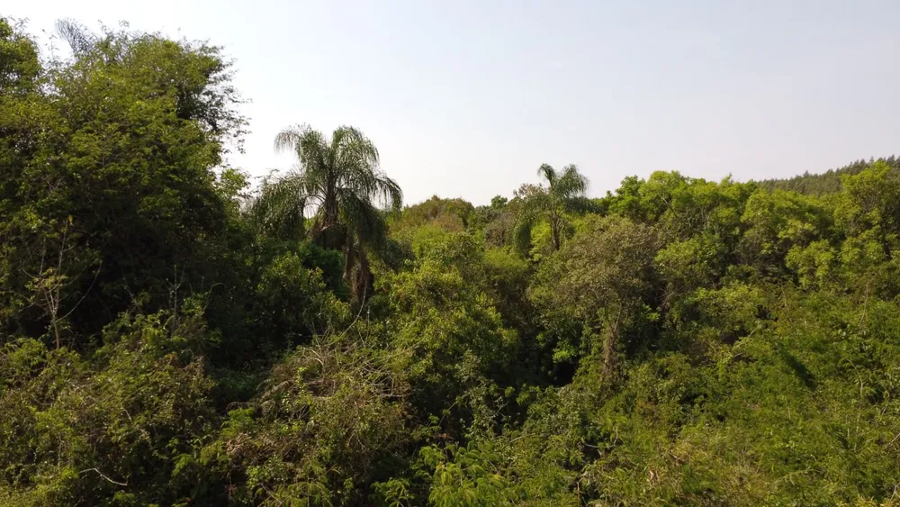 Fazenda, 169 hectares - Foto 4
