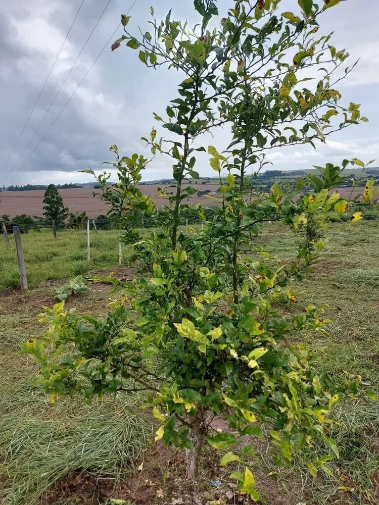 Terreno, 1 m² - Foto 6