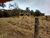 Sítio, 3000 m² - Foto 4