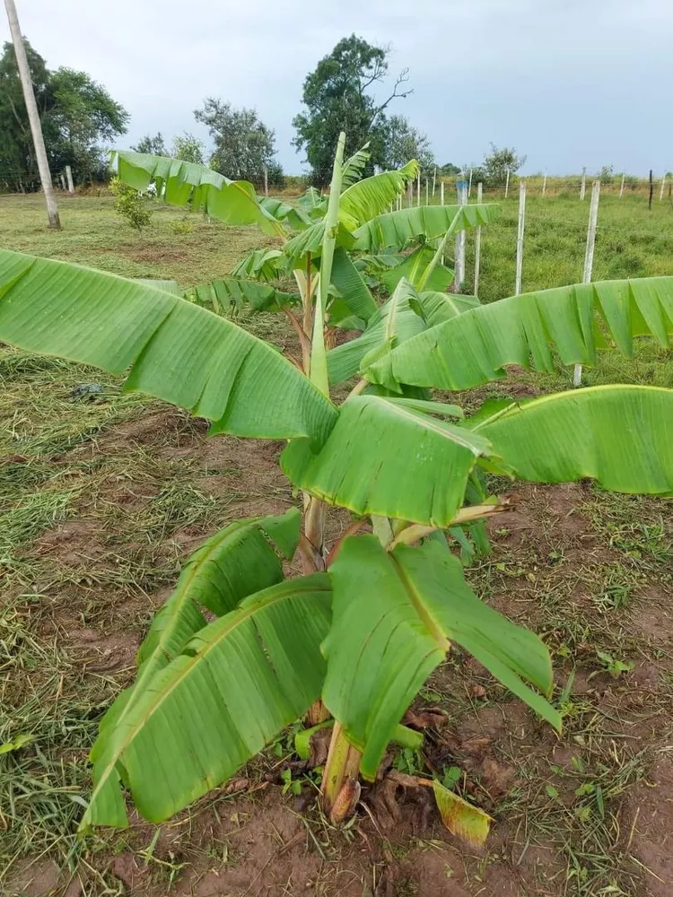 Terreno à venda, 1M2 - Foto 4