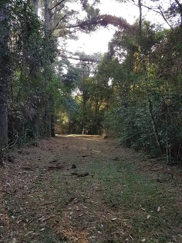 Chácara, 3 quartos, 4 hectares - Foto 7