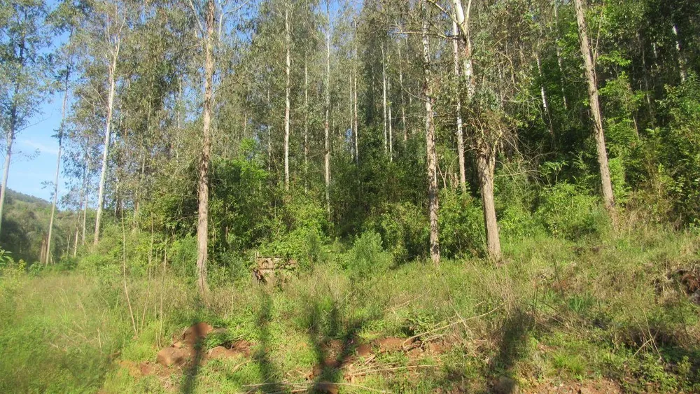 Terreno, 4 hectares - Foto 3