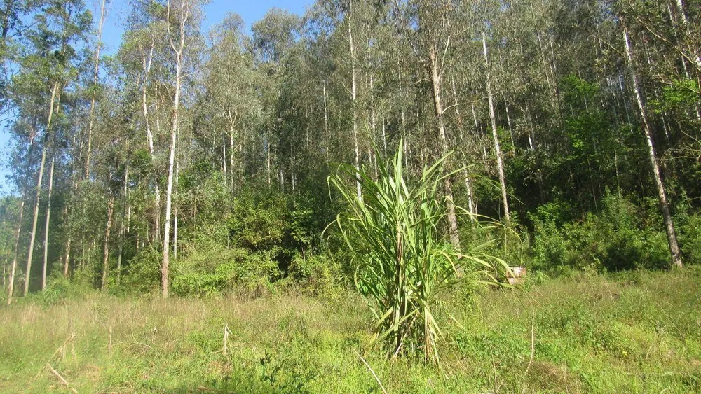 Terreno, 4 hectares - Foto 2