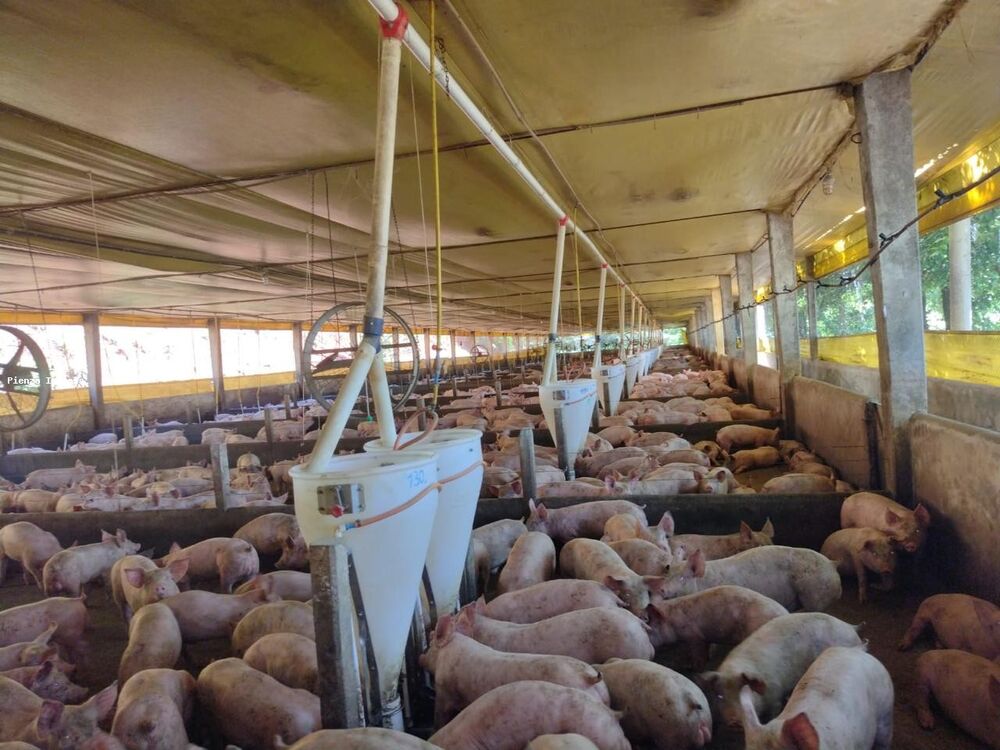 Fazenda à venda, 145000m² - Foto 4