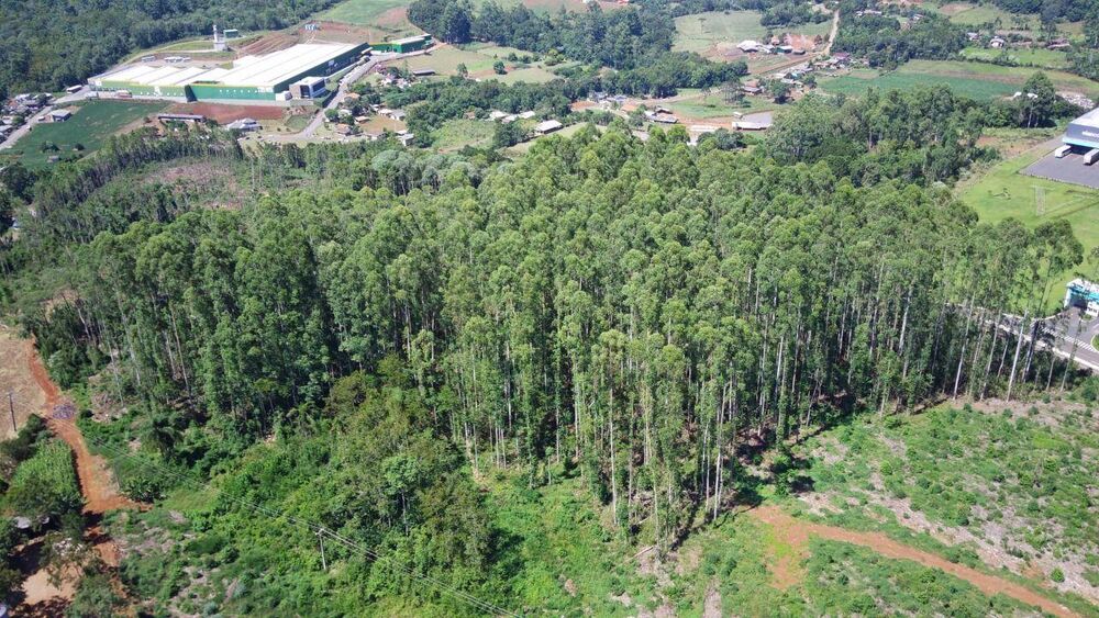 Terreno, 6 hectares - Foto 4