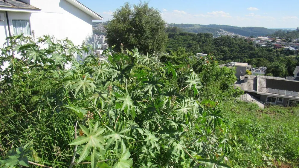 Terreno, 450 m² - Foto 3