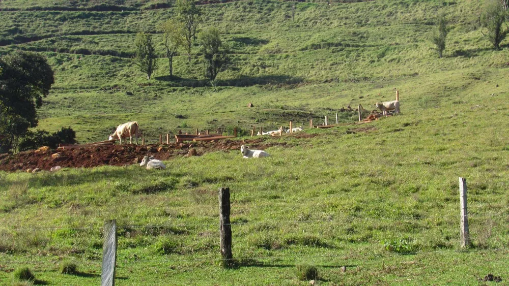 Fazenda, 224 hectares - Foto 32